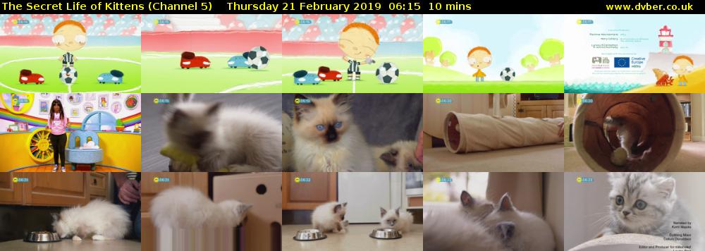 The Secret Life of Kittens (Channel 5) Thursday 21 February 2019 06:15 - 06:25