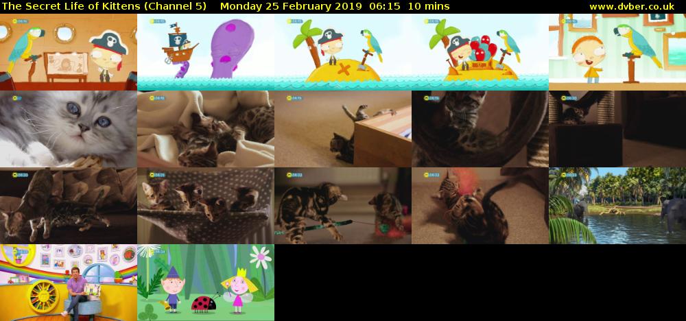 The Secret Life of Kittens (Channel 5) Monday 25 February 2019 06:15 - 06:25