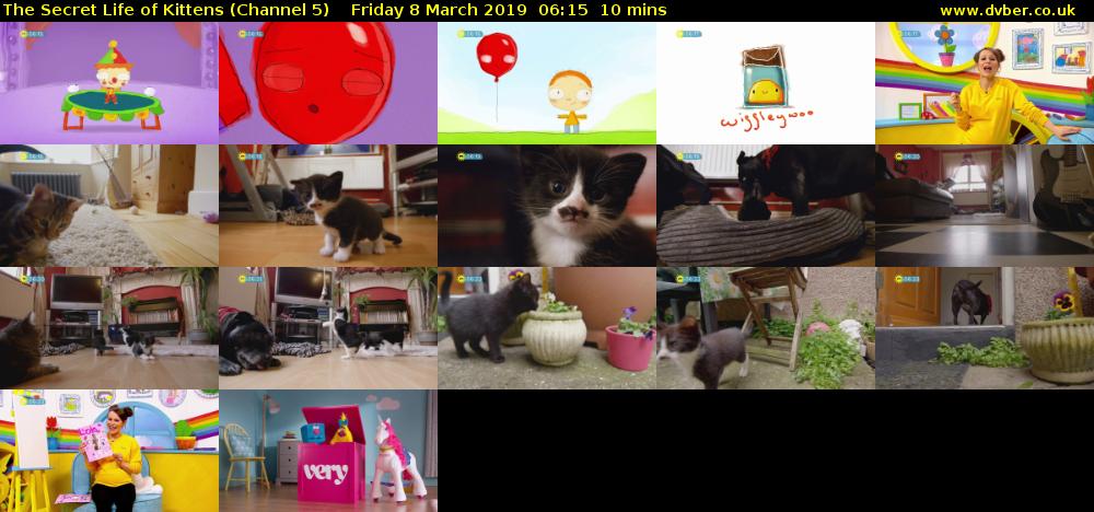 The Secret Life of Kittens (Channel 5) Friday 8 March 2019 06:15 - 06:25
