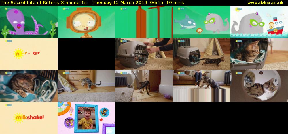 The Secret Life of Kittens (Channel 5) Tuesday 12 March 2019 06:15 - 06:25