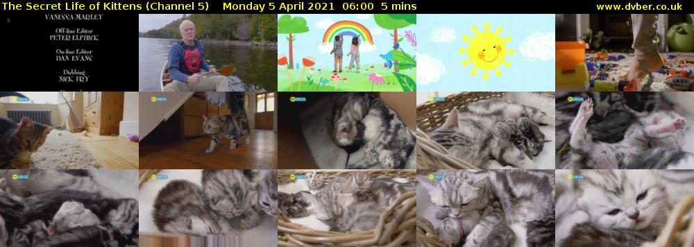 The Secret Life of Kittens (Channel 5) Monday 5 April 2021 06:00 - 06:05