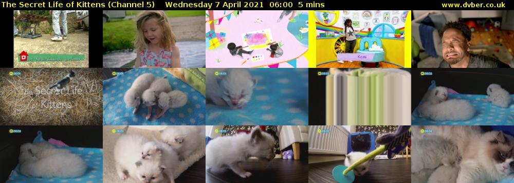 The Secret Life of Kittens (Channel 5) Wednesday 7 April 2021 06:00 - 06:05