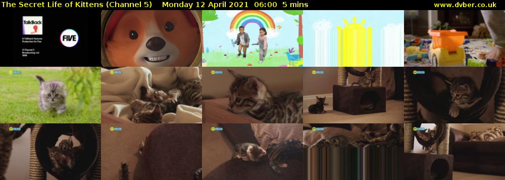 The Secret Life of Kittens (Channel 5) Monday 12 April 2021 06:00 - 06:05