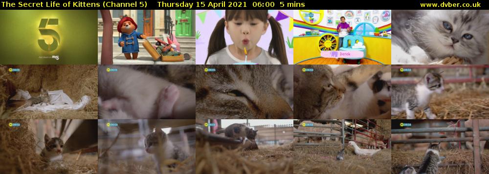 The Secret Life of Kittens (Channel 5) Thursday 15 April 2021 06:00 - 06:05
