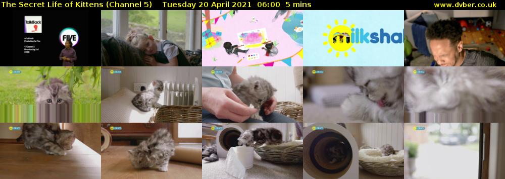 The Secret Life of Kittens (Channel 5) Tuesday 20 April 2021 06:00 - 06:05
