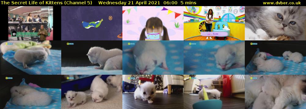 The Secret Life of Kittens (Channel 5) Wednesday 21 April 2021 06:00 - 06:05