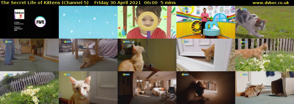 The Secret Life of Kittens (Channel 5) Friday 30 April 2021 06:00 - 06:05