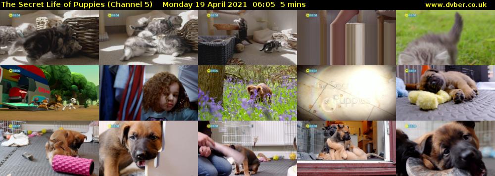 The Secret Life of Puppies (Channel 5) Monday 19 April 2021 06:05 - 06:10