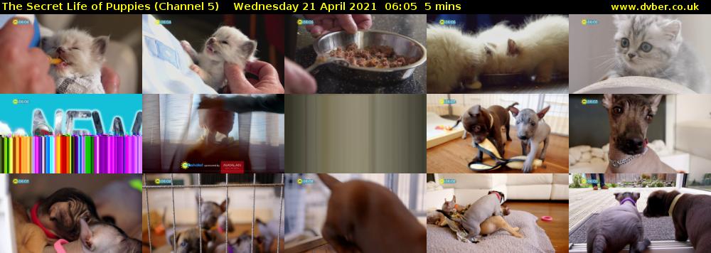 The Secret Life of Puppies (Channel 5) Wednesday 21 April 2021 06:05 - 06:10
