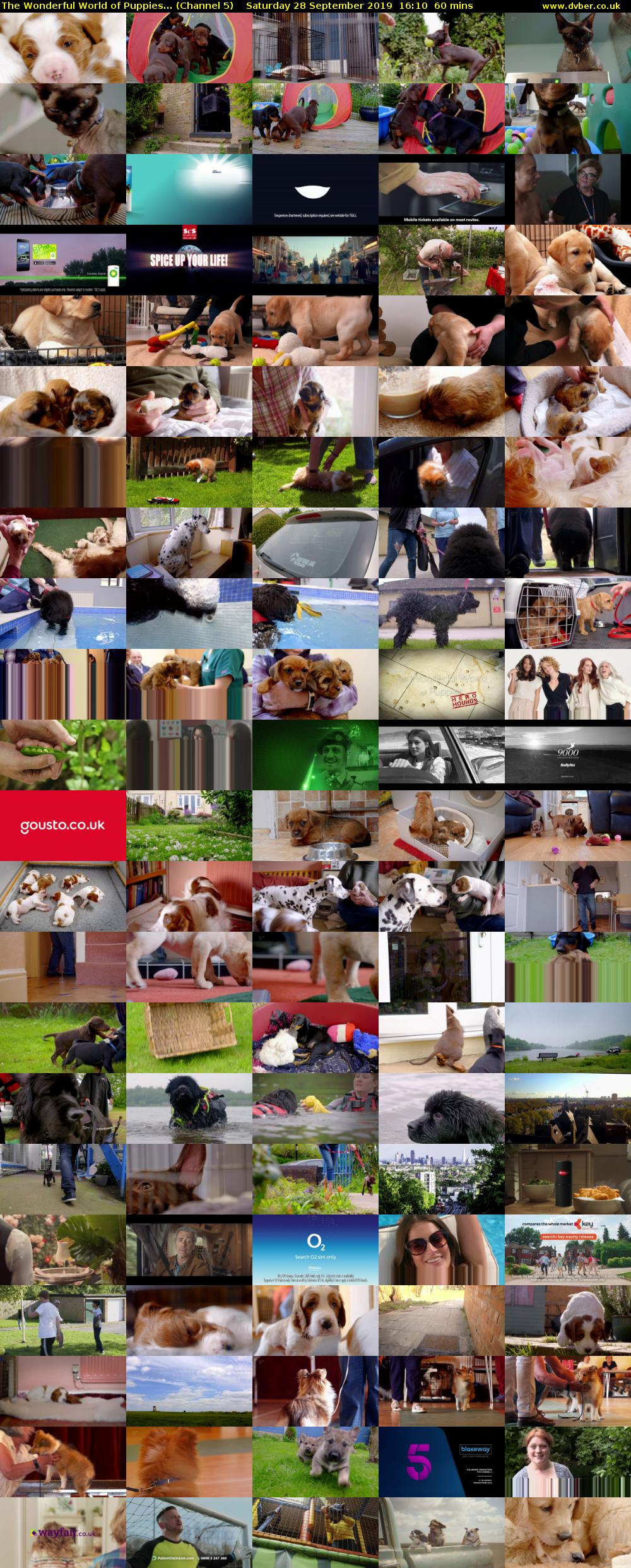The Wonderful World of Puppies... (Channel 5) Saturday 28 September 2019 16:10 - 17:10