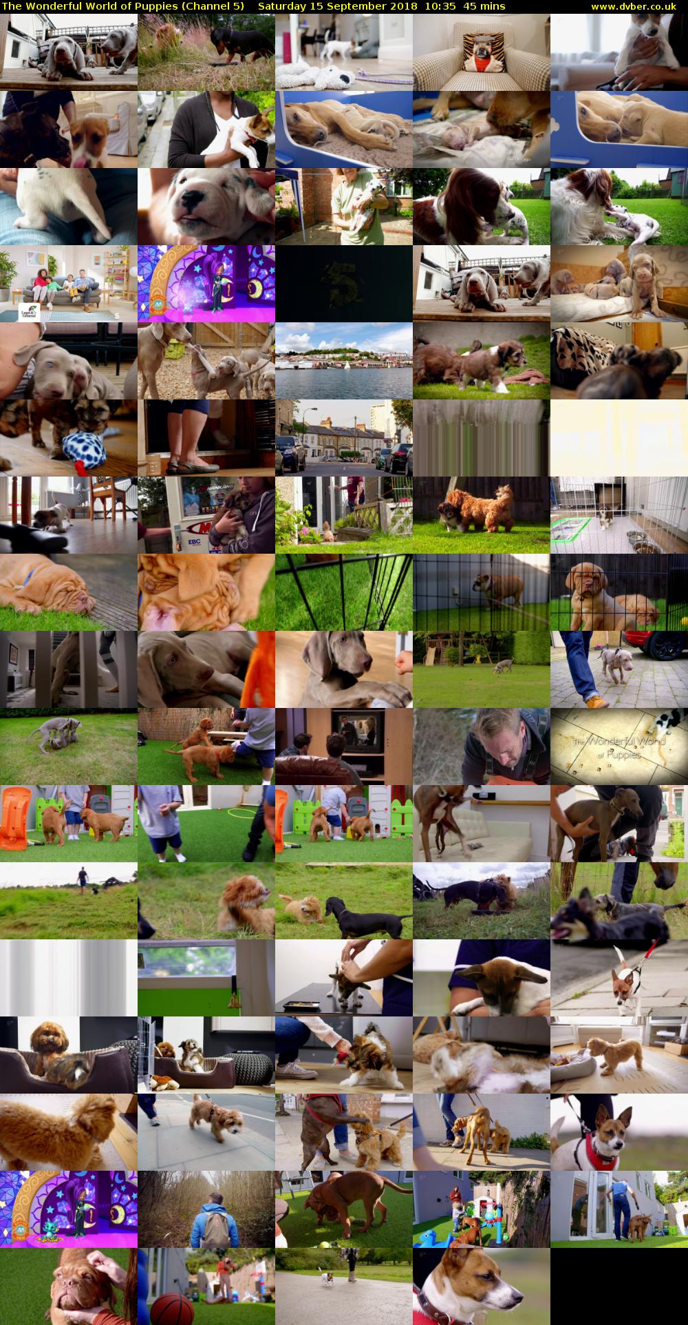 The Wonderful World of Puppies (Channel 5) Saturday 15 September 2018 10:35 - 11:20