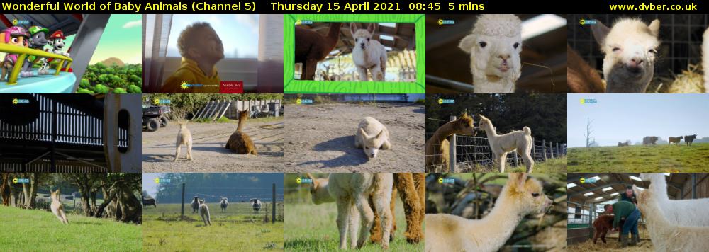 Wonderful World of Baby Animals (Channel 5) Thursday 15 April 2021 08:45 - 08:50