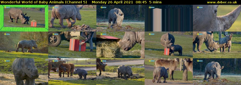 Wonderful World of Baby Animals (Channel 5) Monday 26 April 2021 08:45 - 08:50