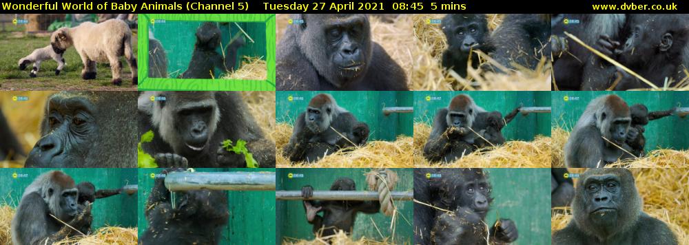 Wonderful World of Baby Animals (Channel 5) Tuesday 27 April 2021 08:45 - 08:50