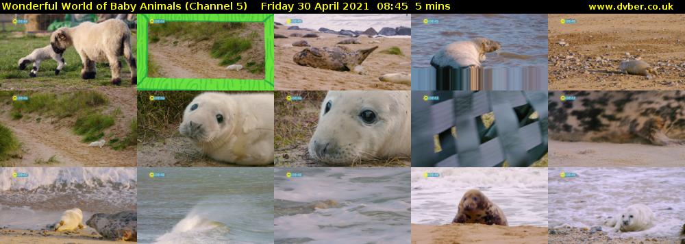 Wonderful World of Baby Animals (Channel 5) Friday 30 April 2021 08:45 - 08:50