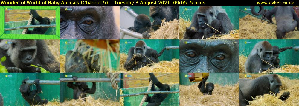 Wonderful World of Baby Animals (Channel 5) Tuesday 3 August 2021 09:05 - 09:10