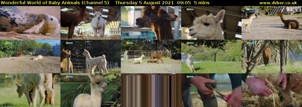 Wonderful World of Baby Animals (Channel 5) Thursday 5 August 2021 09:05 - 09:10