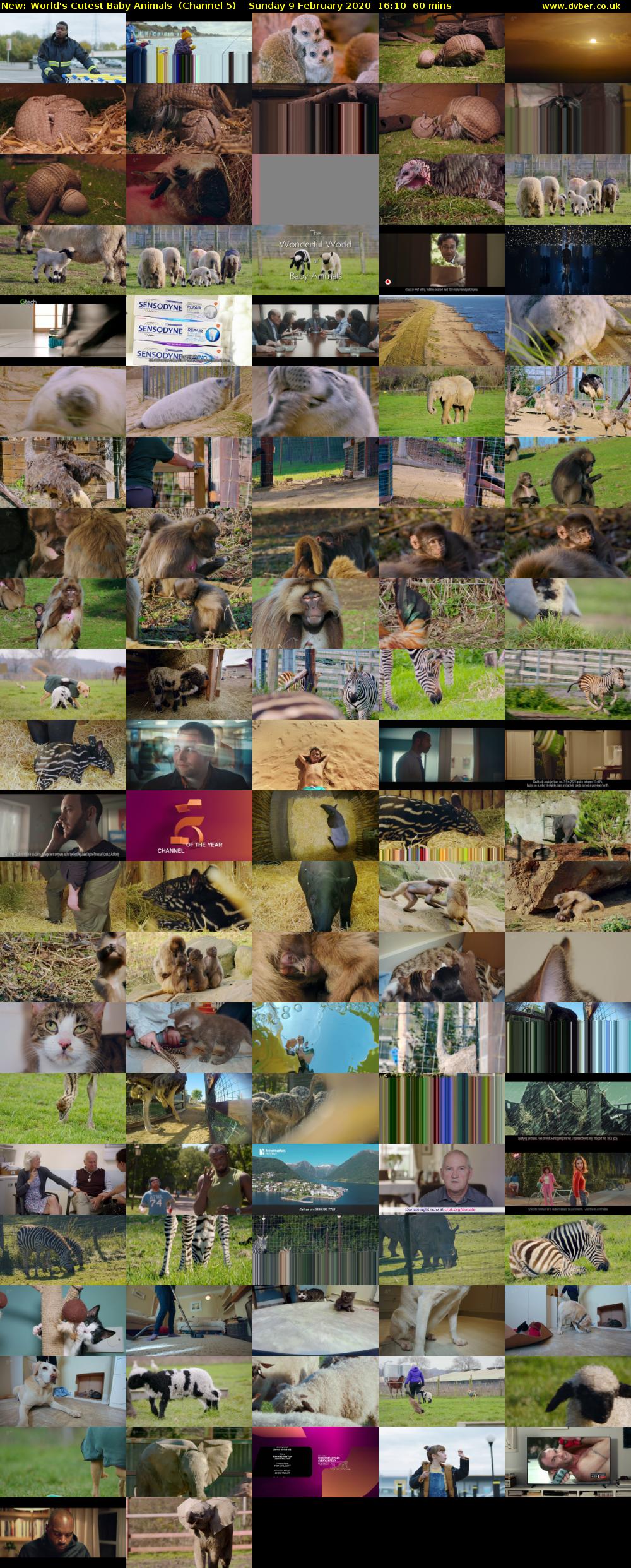 World's Cutest Baby Animals (Channel 5) Sunday 9 February 2020 16:10 - 17:10