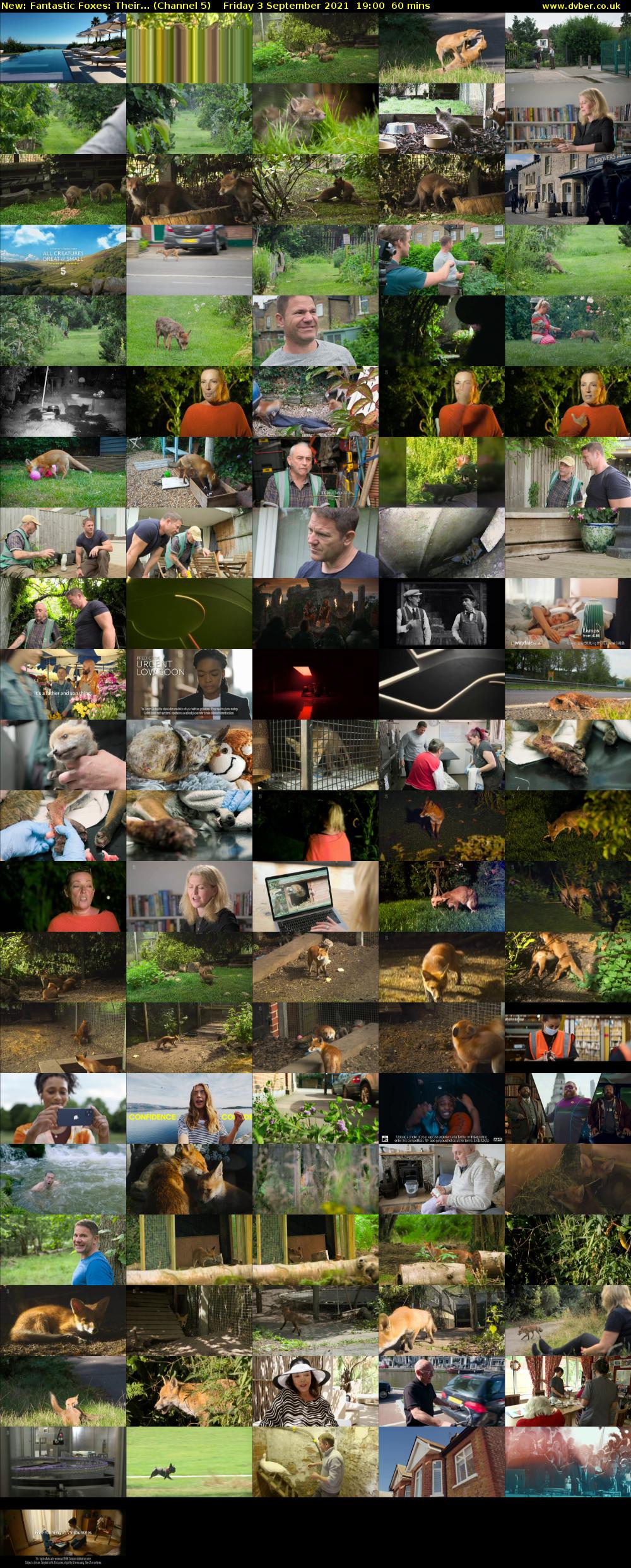 Fantastic Foxes: Their... (Channel 5) Friday 3 September 2021 19:00 - 20:00