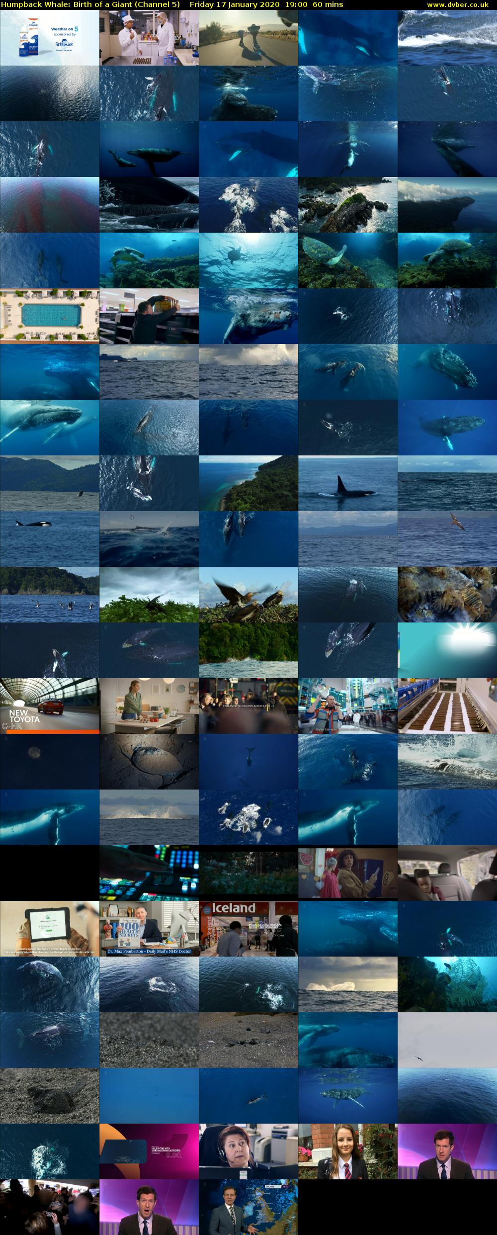 Humpback Whale: Birth of a Giant (Channel 5) Friday 17 January 2020 19:00 - 20:00