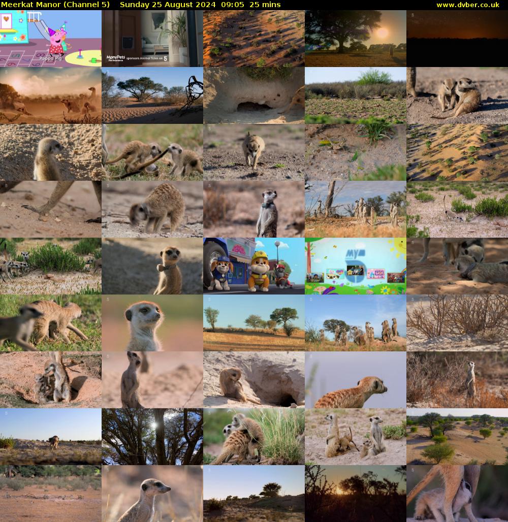 Meerkat Manor (Channel 5) Sunday 25 August 2024 09:05 - 09:30