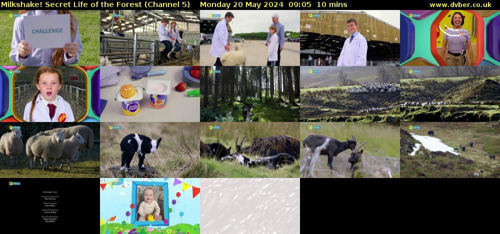 Milkshake! Secret Life of the Forest (Channel 5) Monday 20 May 2024 09:05 - 09:15