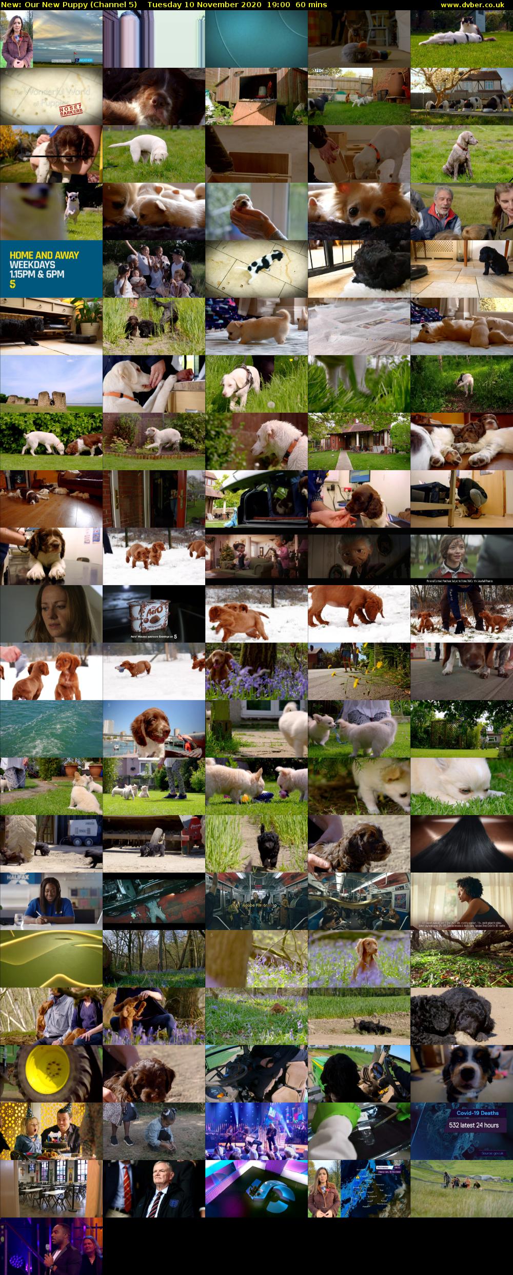 Our New Puppy (Channel 5) Tuesday 10 November 2020 19:00 - 20:00