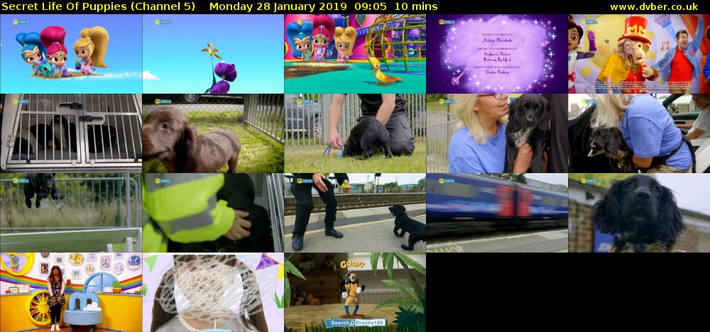 Secret Life Of Puppies (Channel 5) Monday 28 January 2019 09:05 - 09:15