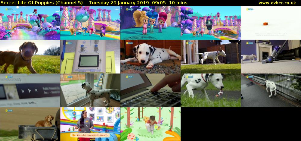 Secret Life Of Puppies (Channel 5) Tuesday 29 January 2019 09:05 - 09:15