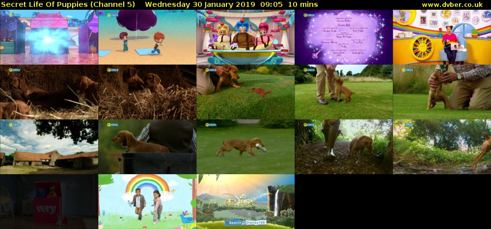 Secret Life Of Puppies (Channel 5) Wednesday 30 January 2019 09:05 - 09:15