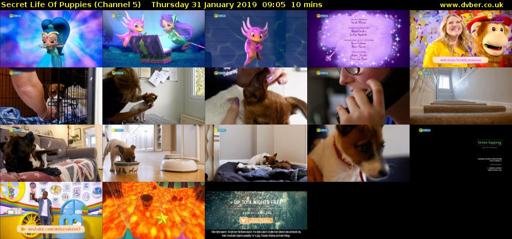 Secret Life Of Puppies (Channel 5) Thursday 31 January 2019 09:05 - 09:15
