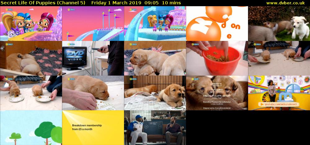 Secret Life Of Puppies (Channel 5) Friday 1 March 2019 09:05 - 09:15