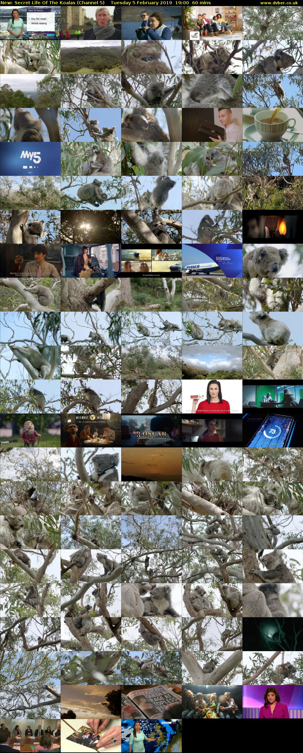 Secret Life Of The Koalas (Channel 5) Tuesday 5 February 2019 19:00 - 20:00