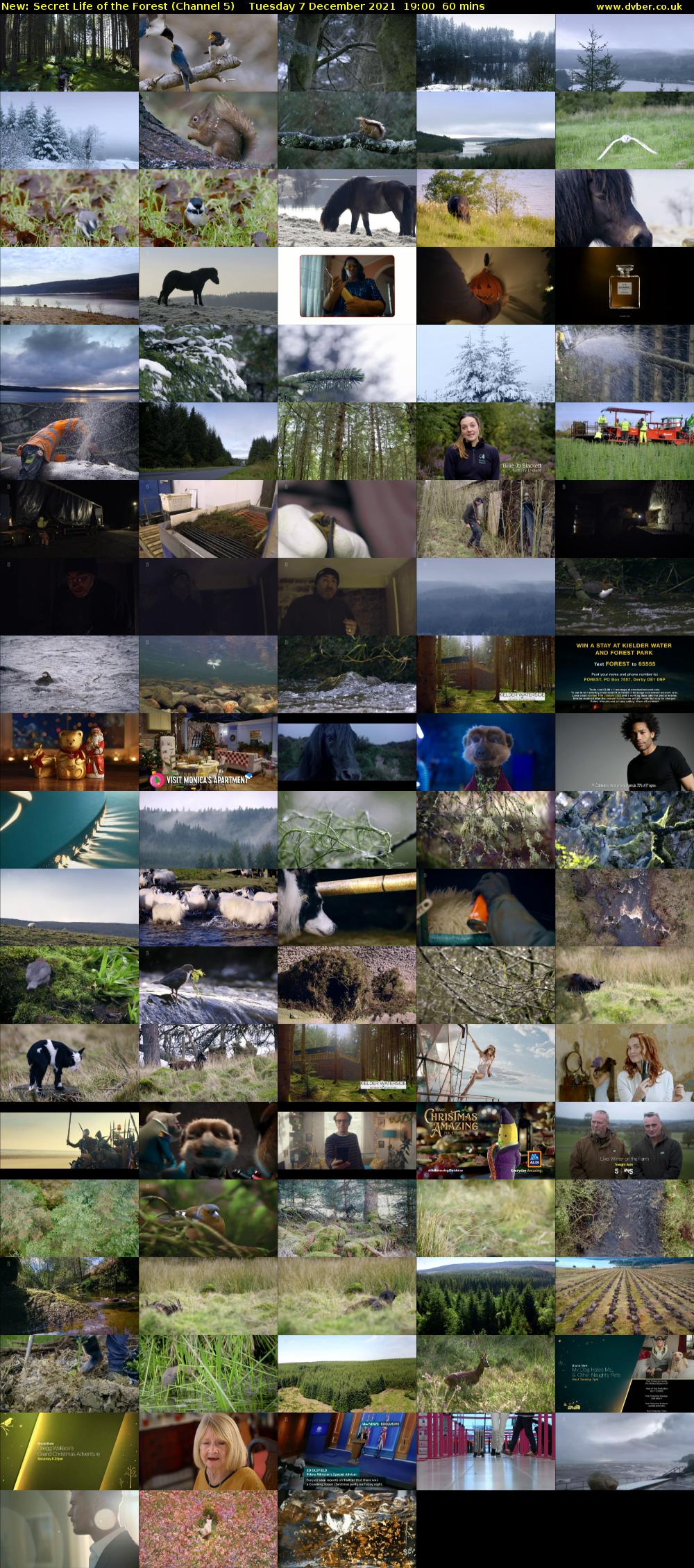 Secret Life of the Forest (Channel 5) Tuesday 7 December 2021 19:00 - 20:00