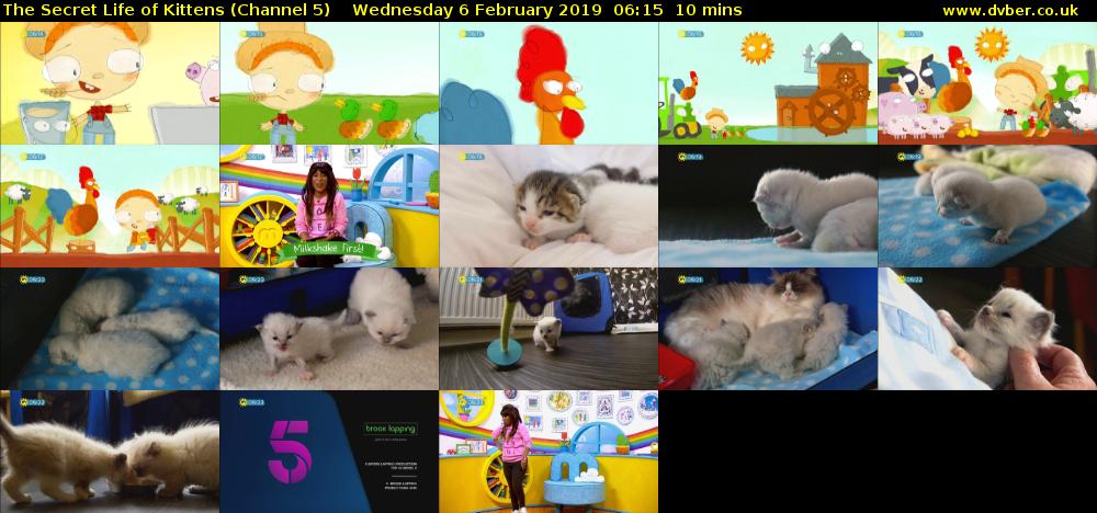 The Secret Life of Kittens (Channel 5) Wednesday 6 February 2019 06:15 - 06:25