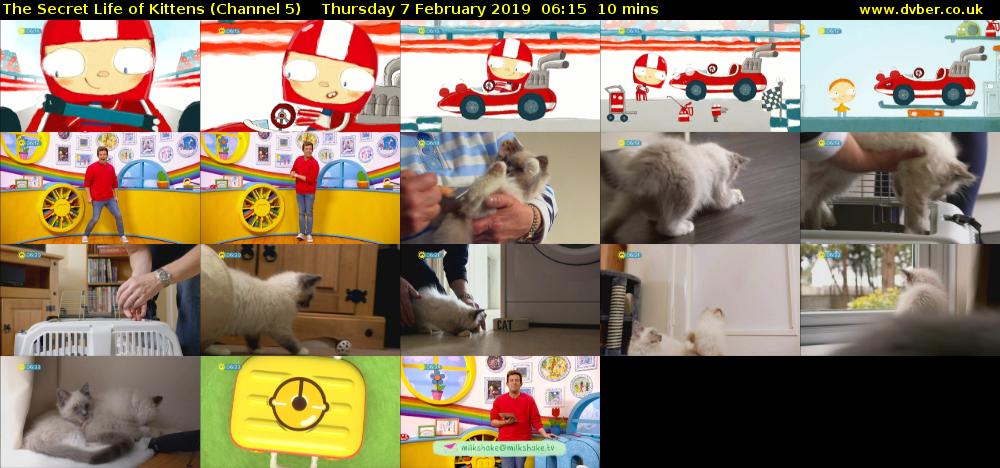 The Secret Life of Kittens (Channel 5) Thursday 7 February 2019 06:15 - 06:25