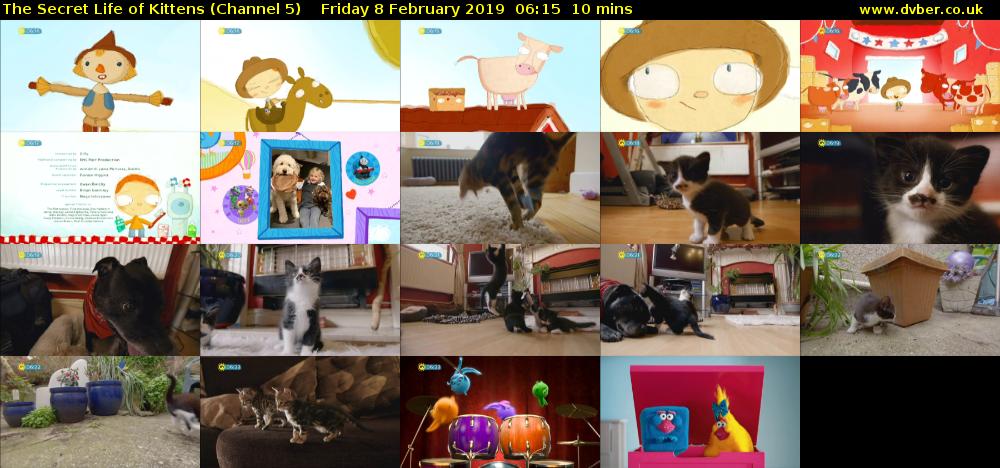 The Secret Life of Kittens (Channel 5) Friday 8 February 2019 06:15 - 06:25