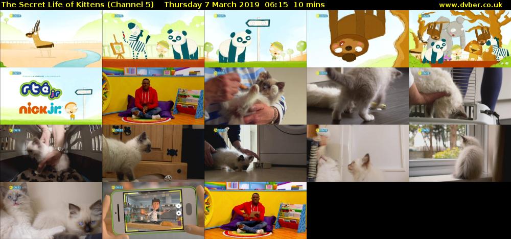 The Secret Life of Kittens (Channel 5) Thursday 7 March 2019 06:15 - 06:25