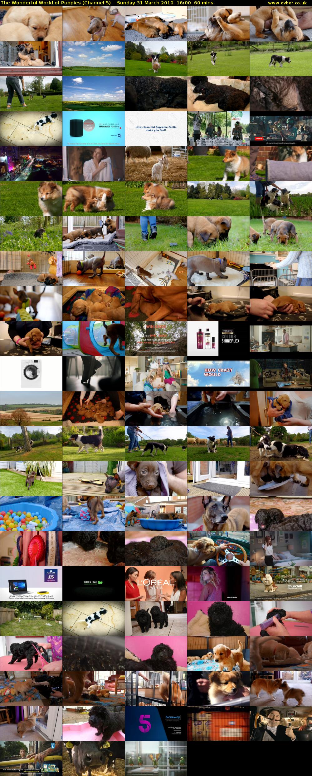 The Wonderful World of Puppies (Channel 5) Sunday 31 March 2019 16:00 - 17:00