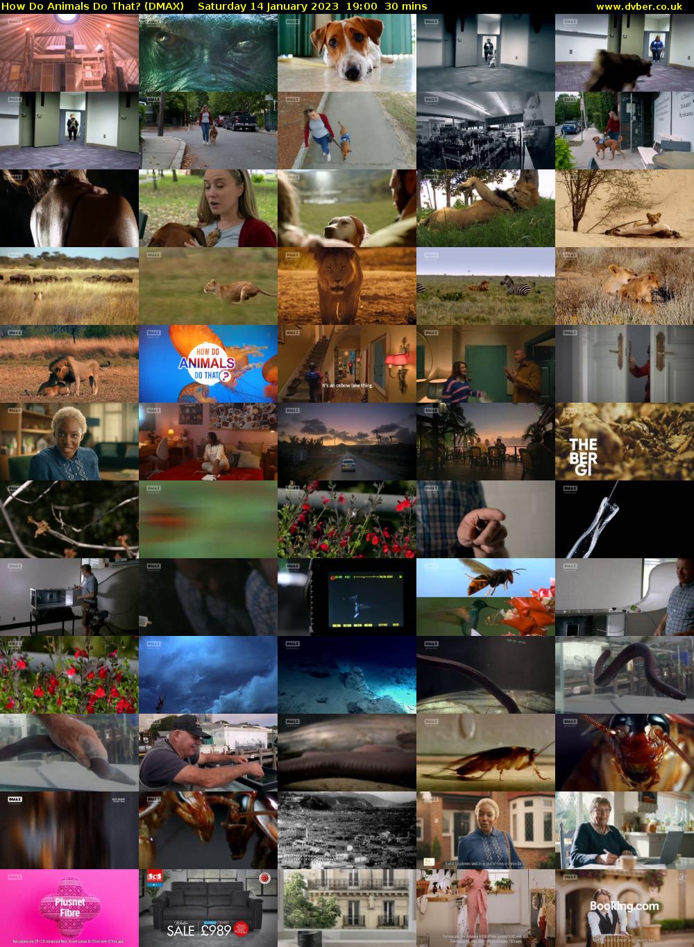 How Do Animals Do That? (DMAX) Saturday 14 January 2023 19:00 - 19:30