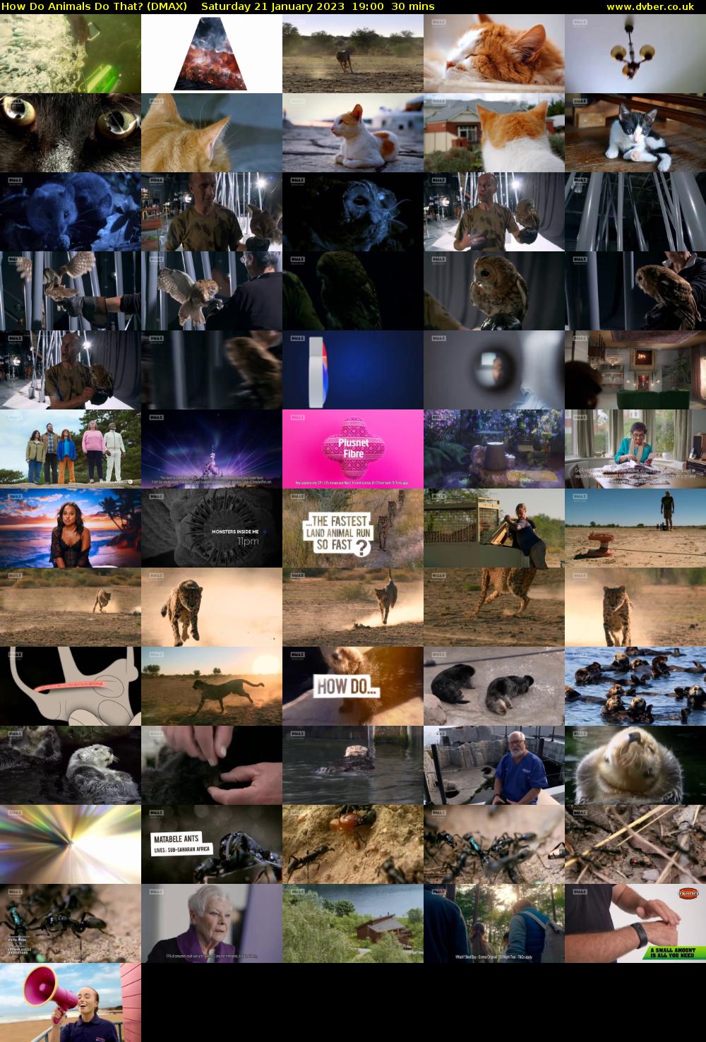 How Do Animals Do That? (DMAX) Saturday 21 January 2023 19:00 - 19:30