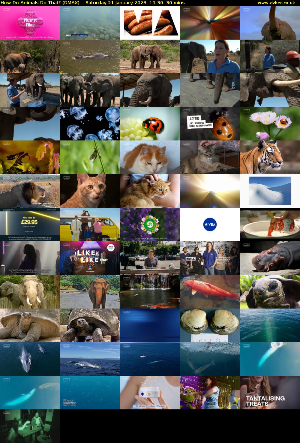 How Do Animals Do That? (DMAX) Saturday 21 January 2023 19:30 - 20:00