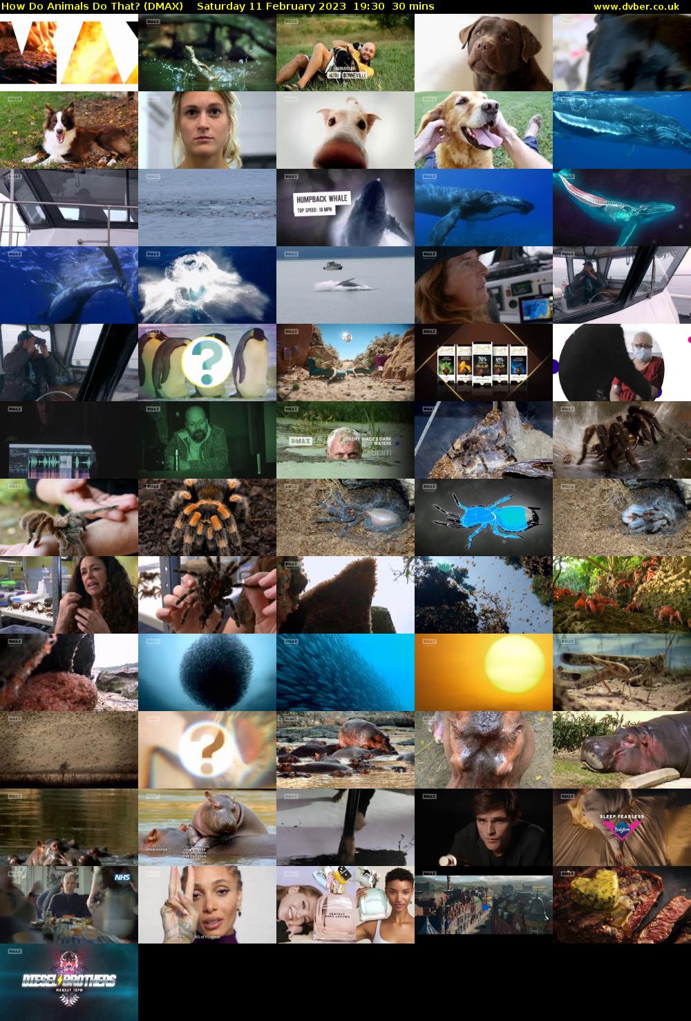 How Do Animals Do That? (DMAX) Saturday 11 February 2023 19:30 - 20:00