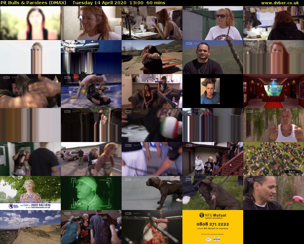 Pit Bulls & Parolees (DMAX) Tuesday 14 April 2020 13:00 - 14:00