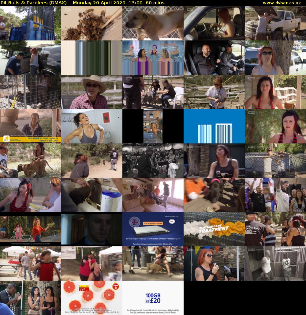 Pit Bulls & Parolees (DMAX) Monday 20 April 2020 13:00 - 14:00