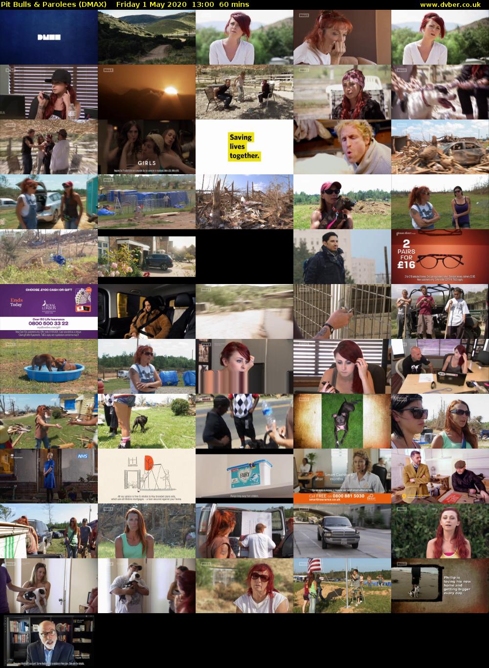 Pit Bulls & Parolees (DMAX) Friday 1 May 2020 13:00 - 14:00