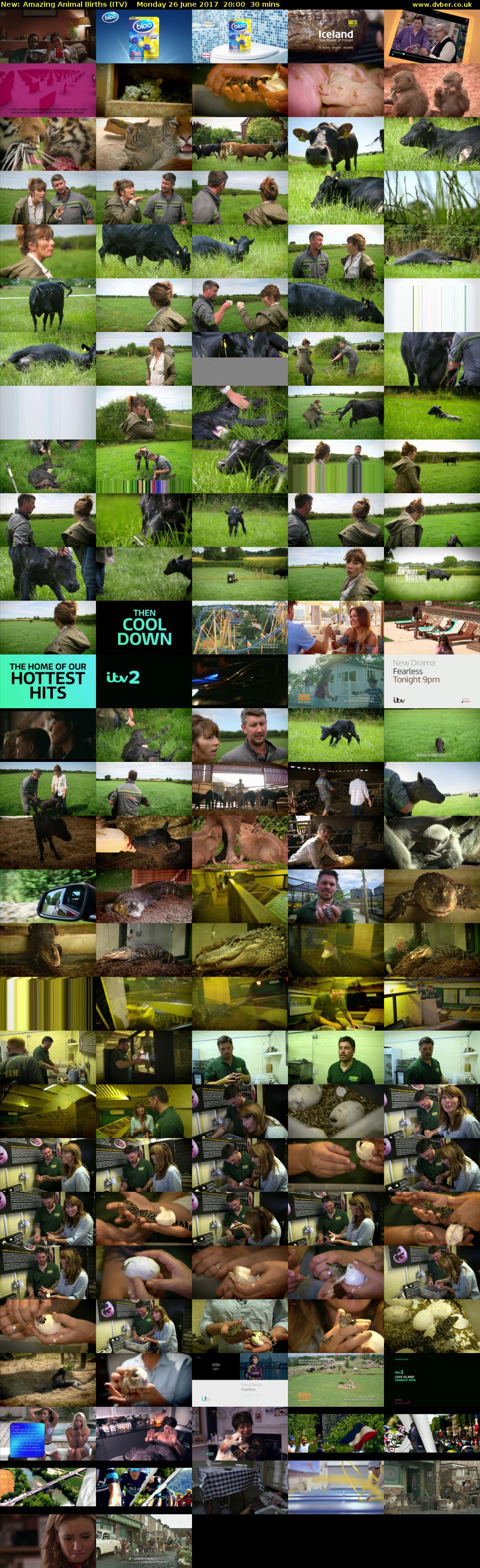 Amazing Animal Births (ITV) Monday 26 June 2017 20:00 - 20:30