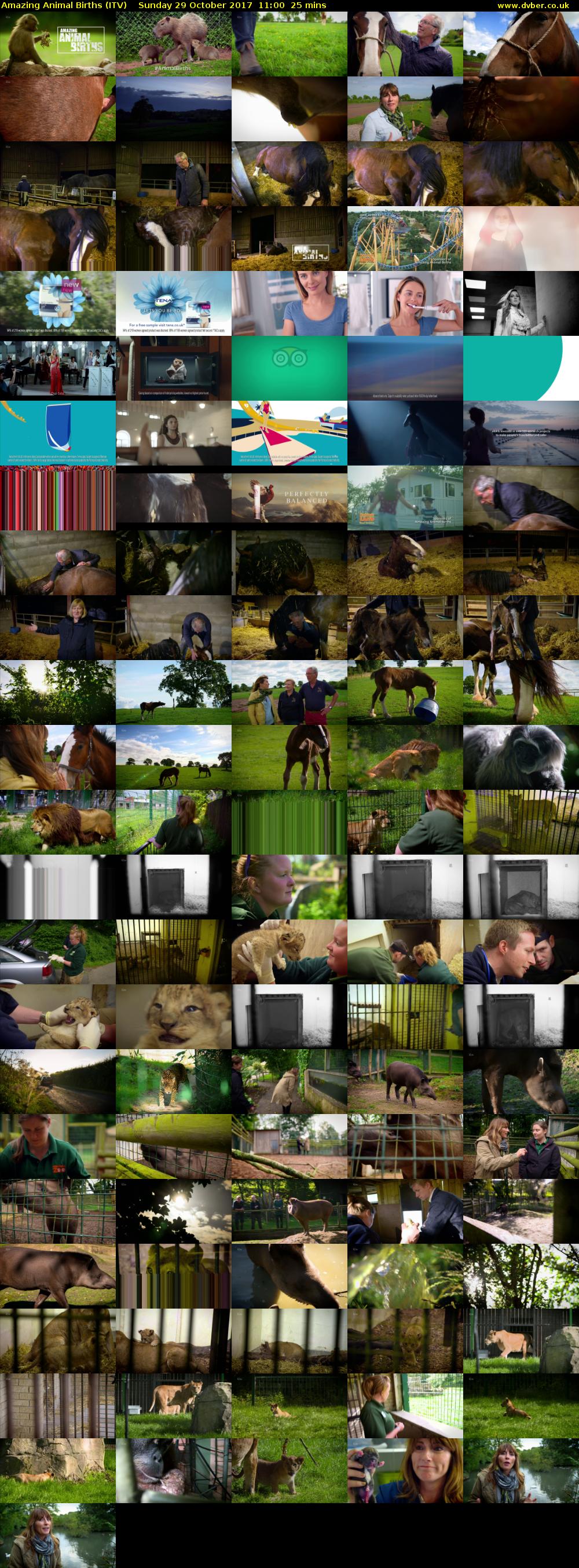 Amazing Animal Births (ITV) Sunday 29 October 2017 11:00 - 11:25