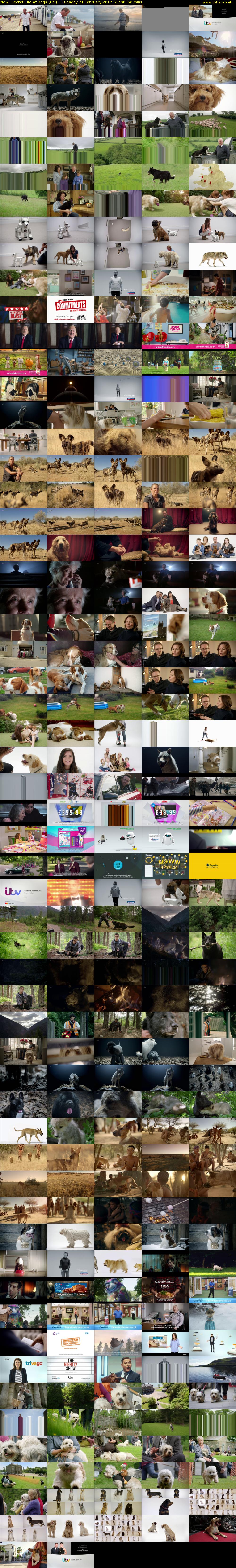 Secret Life of Dogs (ITV) Tuesday 21 February 2017 21:00 - 22:00