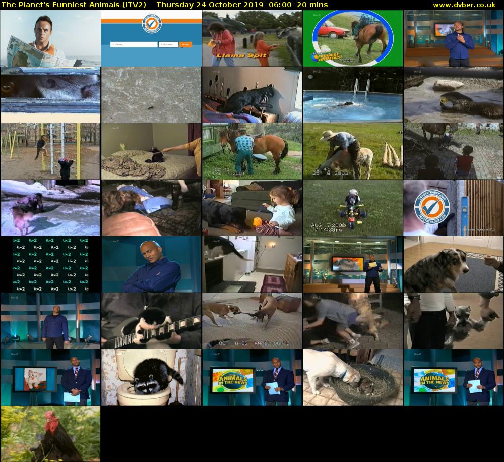 The Planet's Funniest Animals (ITV2) Thursday 24 October 2019 06:00 - 06:20